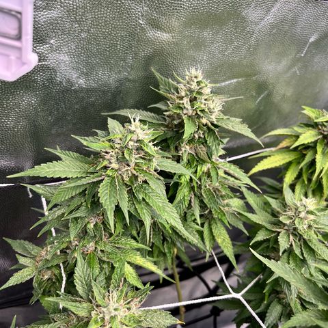 Tangie #4 growlog photo: Cosecha.