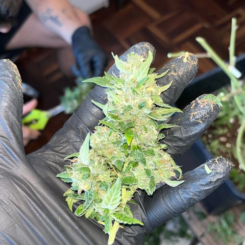 Tangie #4 growlog photo: Cosecha.