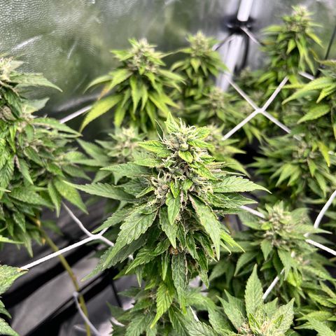 Tangie #4 growlog photo: Cosecha.