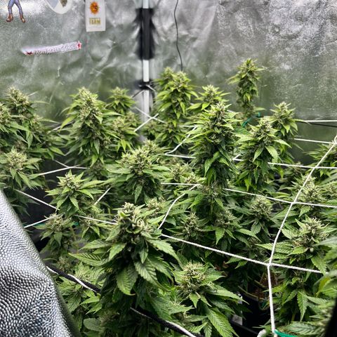 Tangie #4 growlog photo: Cosecha.