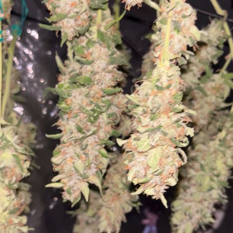 Tangie #4 growlog photo: Siguen secando, el primer dia prendi el deshumidificador y ventilador oscilante. Ahora ya se lo apagamos todo y nos manejamos en una HR 55 y T 21. Ya se pueden fumar algunos, un espectaculo