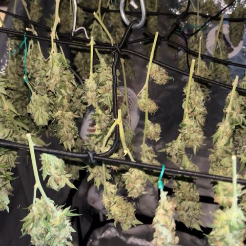 Tangie #4 growlog photo: Siguen secando, el primer dia prendi el deshumidificador y ventilador oscilante. Ahora ya se lo apagamos todo y nos manejamos en una HR 55 y T 21. Ya se pueden fumar algunos, un espectaculo
