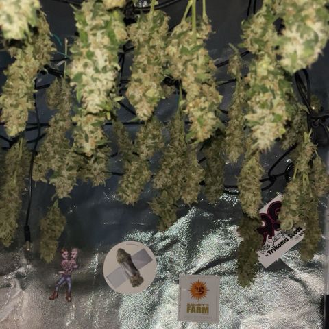 Tangie #4 growlog photo: Siguen secando, el primer dia prendi el deshumidificador y ventilador oscilante. Ahora ya se lo apagamos todo y nos manejamos en una HR 55 y T 21. Ya se pueden fumar algunos, un espectaculo