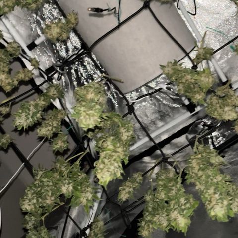 Tangie #4 growlog photo: Siguen secando, el primer dia prendi el deshumidificador y ventilador oscilante. Ahora ya se lo apagamos todo y nos manejamos en una HR 55 y T 21. Ya se pueden fumar algunos, un espectaculo
