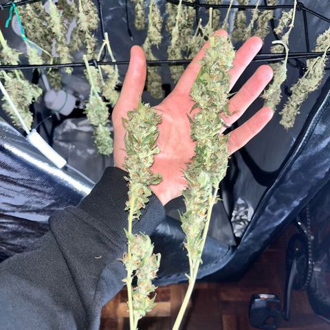 Tangie #4 growlog photo: Vienen secando muy bien