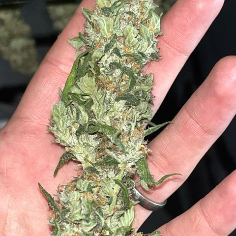 Tangie #4 growlog photo: Vienen secando muy bien