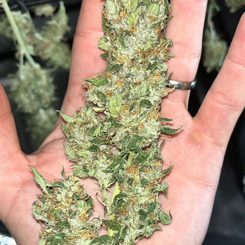 Tangie #4 growlog photo: Vienen secando muy bien