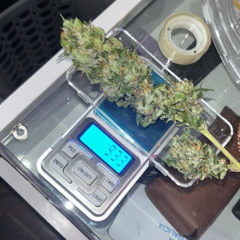 Tangie #4 growlog photo: Vienen secando muy bien