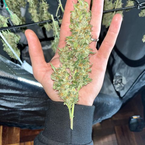 Tangie #4 growlog photo: Vienen secando muy bien