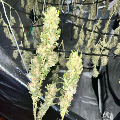 Tangie #4 growlog photo: Vienen secando muy bien