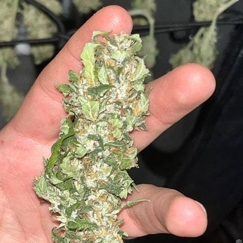 Tangie #4 growlog photo: Vienen secando muy bien