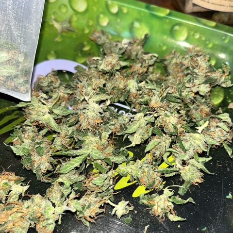 Tangie #4 growlog photo: Vienen quedando espectaculares. Terpeno super marcado a naranja/mandarina. El rosin una locura 😏