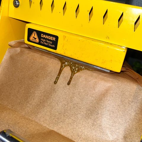 Tangie #4 growlog photo: Vienen quedando espectaculares. Terpeno super marcado a naranja/mandarina. El rosin una locura 😏