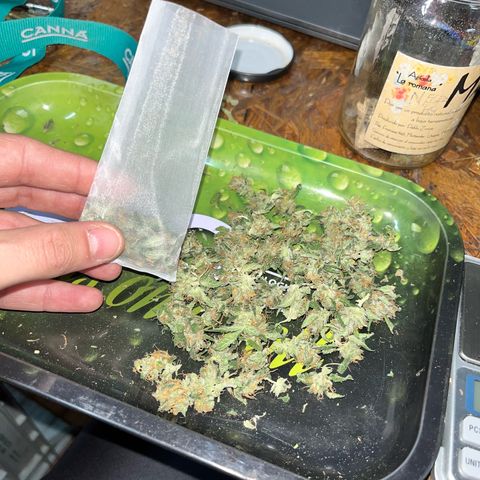 Tangie #4 growlog photo: Vienen quedando espectaculares. Terpeno super marcado a naranja/mandarina. El rosin una locura 😏