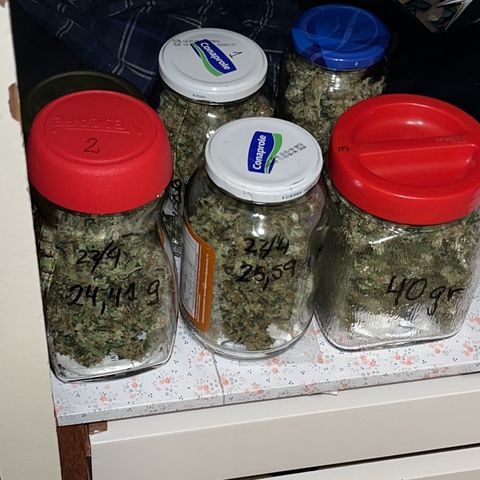 Tangie #4 growlog photo: Curando