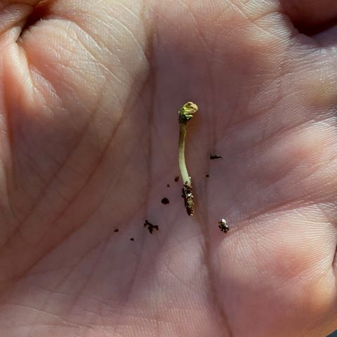 OG Skunk growlog photo: Originally planted 2 OG Skunk seeds. One seed died after germination during the planting stage. We replaced that seed with Gorilla Glue.