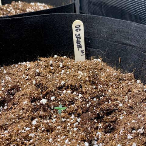 OG Skunk growlog photo: Originally planted 2 OG Skunk seeds. One seed died after germination during the planting stage. We replaced that seed with Gorilla Glue.
