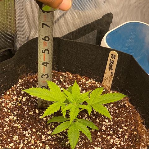 OG Skunk growlog photo: Originally planted 2 OG Skunk seeds. One seed died after germination during the planting stage. We replaced that seed with Gorilla Glue.