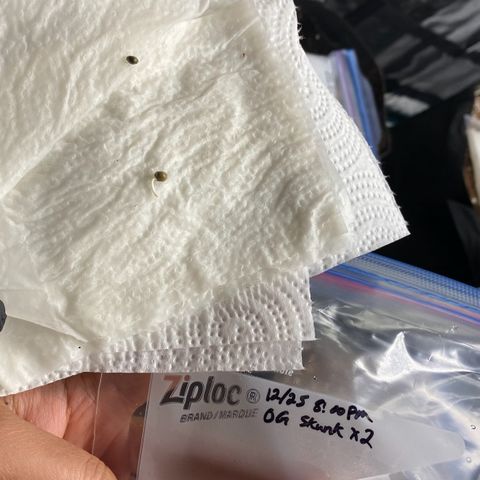 OG Skunk growlog photo: Originally planted 2 OG Skunk seeds. One seed died after germination during the planting stage. We replaced that seed with Gorilla Glue.