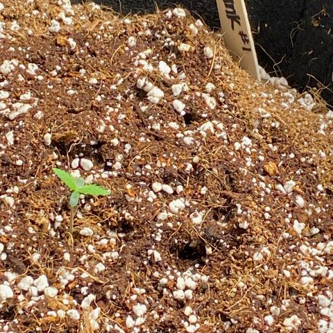 OG Skunk growlog photo: Originally planted 2 OG Skunk seeds. One seed died after germination during the planting stage. We replaced that seed with Gorilla Glue.