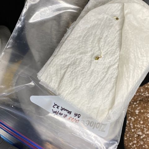 OG Skunk growlog photo: Originally planted 2 OG Skunk seeds. One seed died after germination during the planting stage. We replaced that seed with Gorilla Glue.