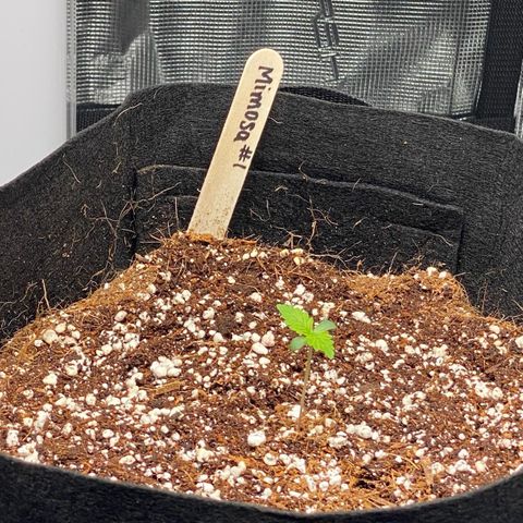 Mimosa #1 growlog timeline photo