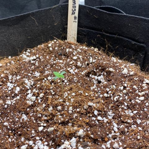 Mimosa #1 growlog timeline photo