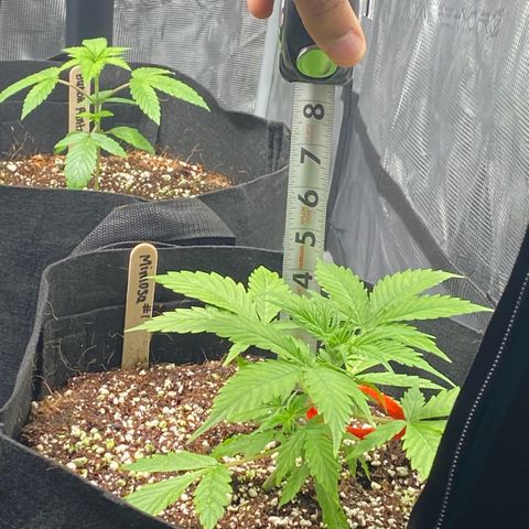 Mimosa #1 growlog timeline photo