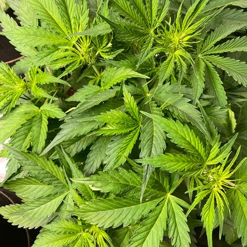 Mimosa #1 growlog photo: Top view Mimosa 1