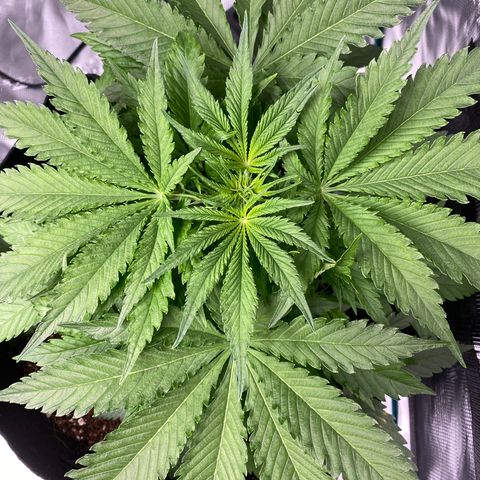 OG Skunk growlog photo: Top view OG skunk