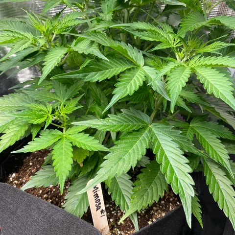 Mimosa #1 growlog timeline photo