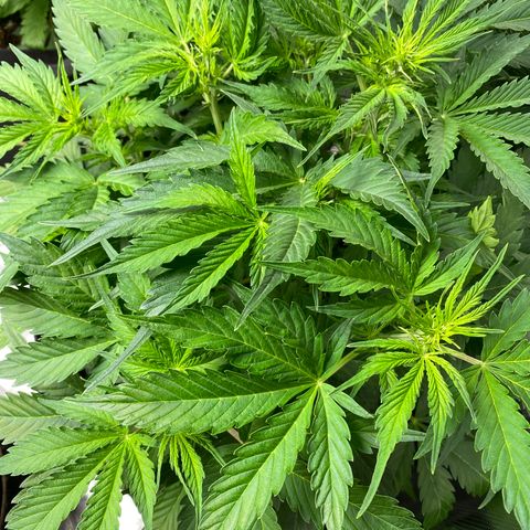 Mimosa #1 growlog timeline photo