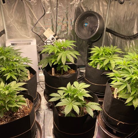Mimosa #1 growlog timeline photo