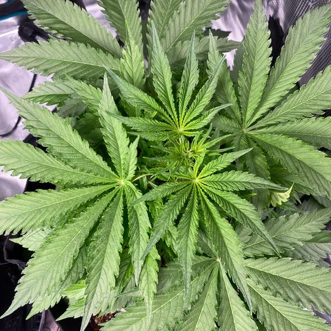 OG Skunk growlog timeline photo