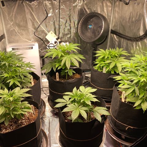 OG Skunk growlog timeline photo
