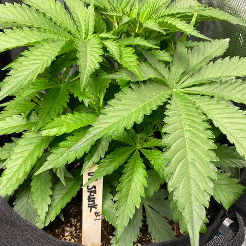 OG Skunk growlog timeline photo