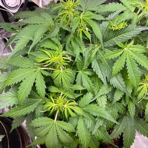 Mimosa #1 growlog timeline photo