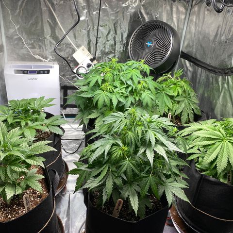 Mimosa #1 growlog timeline photo