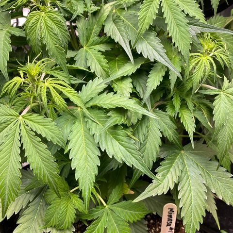 Mimosa #1 growlog timeline photo