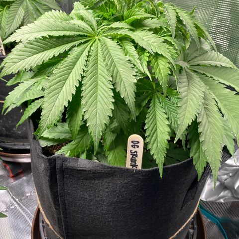 OG Skunk growlog timeline photo