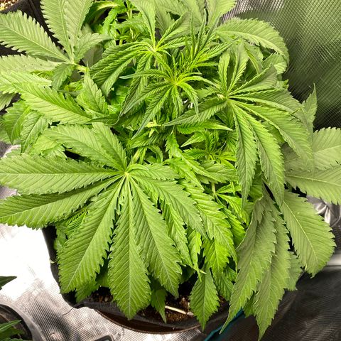 OG Skunk growlog timeline photo