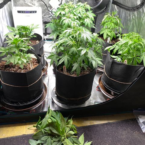 Mimosa #1 growlog timeline photo