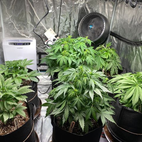 OG Skunk growlog timeline photo