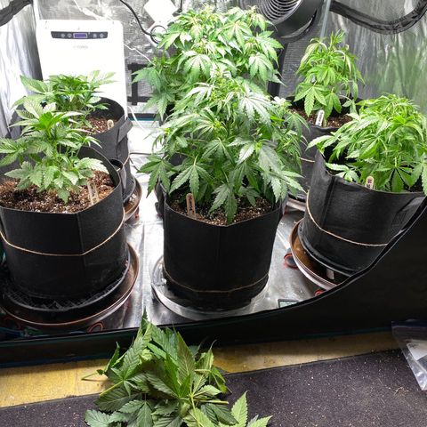 OG Skunk growlog timeline photo
