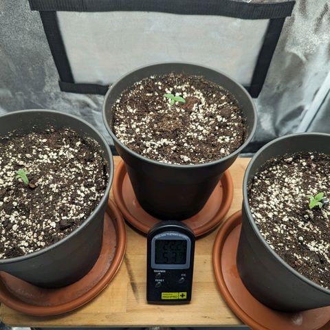 NYC Diesel x Sour Diesel growlog photo: Bio bizz Light Mix, 22°C and 52% RH