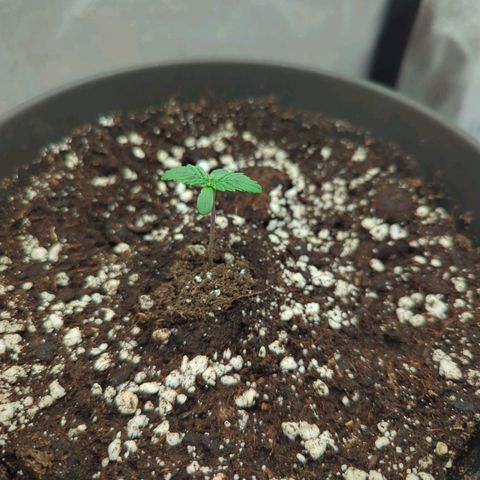 NYC Diesel x Sour Diesel growlog timeline photo