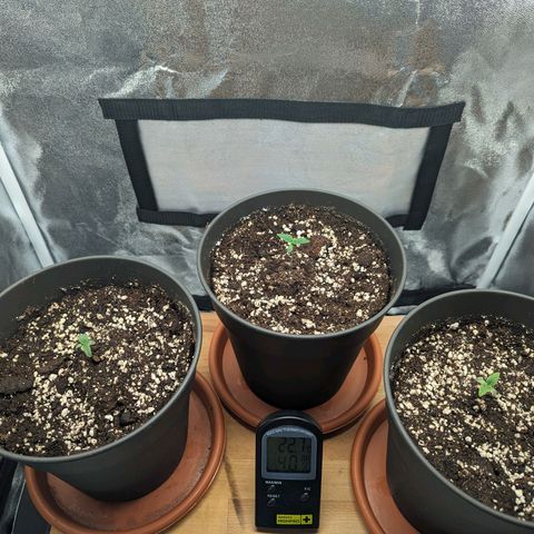 NYC Diesel x Sour Diesel growlog timeline photo