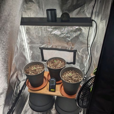 NYC Diesel x Sour Diesel growlog photo: Lights 50% Dimmed, 40cm. 150w hortiONE 420 LED