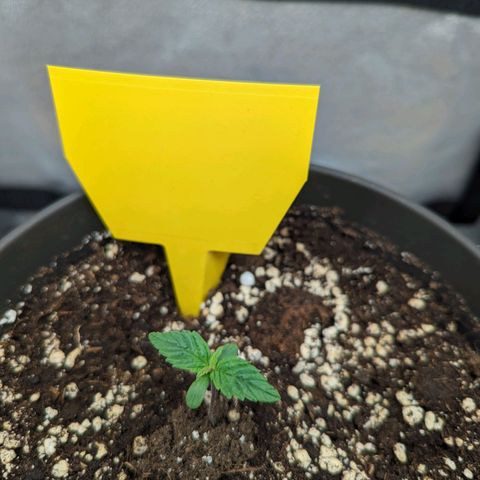 NYC Diesel x Sour Diesel growlog photo: Left to right