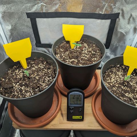 NYC Diesel x Sour Diesel growlog photo: Left to right